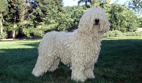 Read more about this dog breed on our komondor breed information page. Komondor Breed Information