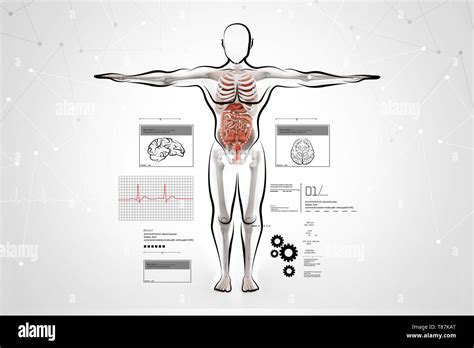 Anatomy Of Human Body Stock Photo Alamy