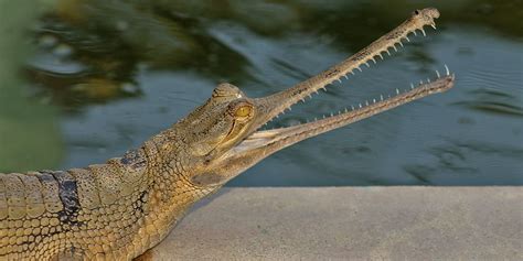 Wildlife American Alligator Smithsonians National Zoo Gaboon