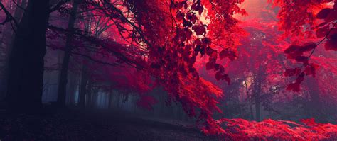 Red Leafed Trees Ultra Wide Photography Nature 2k Wallpaper
