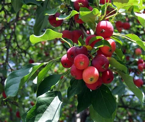 Arboles Frutales De Hojas Grandes Los 5 Mejores Arboles Para Tener