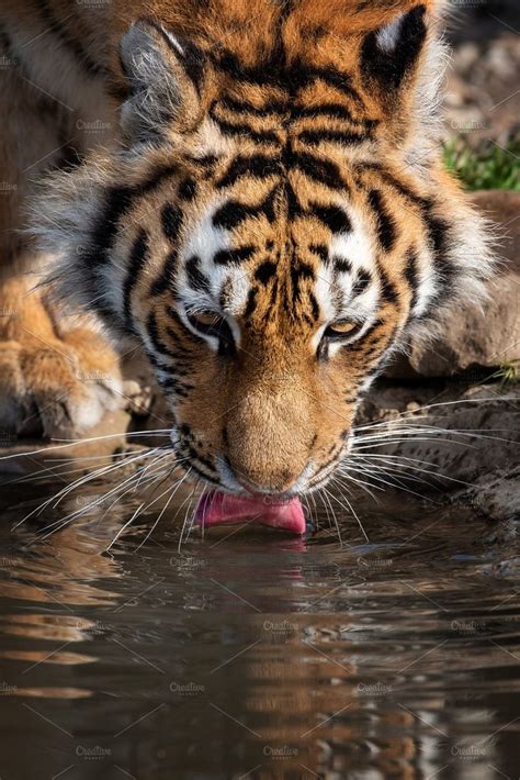 Tiger Male Drinking Water Featuring Tiger Animal And Cat Drinking