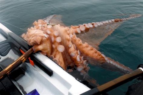 Giant Pacific Octopus Ocean Treasures Memorial Library