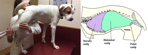 Human body body and soul, flesh and blood, skin and bones head head, skull, brain, face, ears, hair; Obesity in your pets & Why is fat bad for you? | Pet ...