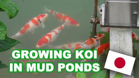Growing Koi Fast In Mud Ponds The Secrets Of Japan Natural Pond