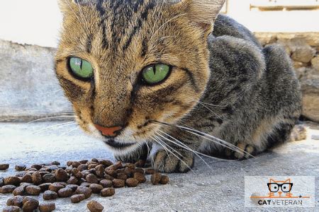 The former involves food in the stomach and upper intestine; My Cat Eats Too Fast! 5 Tips to Slow Down Your Cat's ...