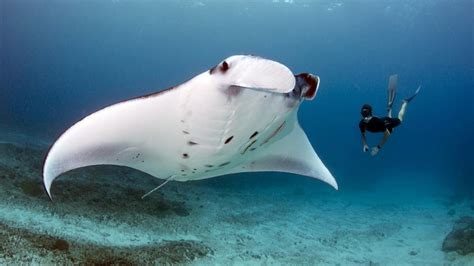 Manta rays are large rays belonging to the genus mobula (formerly its own genus manta). Manta Ray Stingray