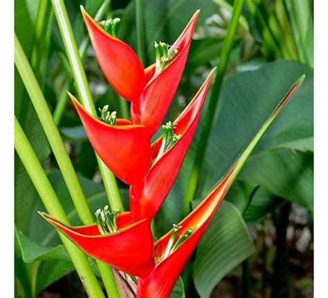 A shop where you can buy flowers, plants, seeds, fertilizer. Buy Water Heliconia Red Plant online at cheap price ...