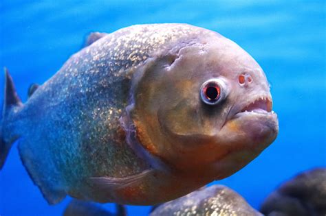 The Truth About Piranhas Misunderstood Fish Deepseaworld