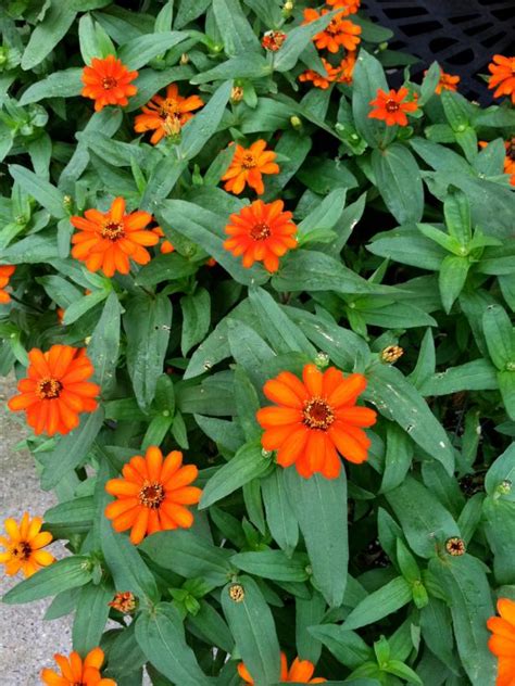 What can be more pleasing than beholding the scenic beauty of roses, the lilies, the violets, the tulips, the orchids and the list goes on! Top Orange Annual Flowers for Your Garden | HGTV