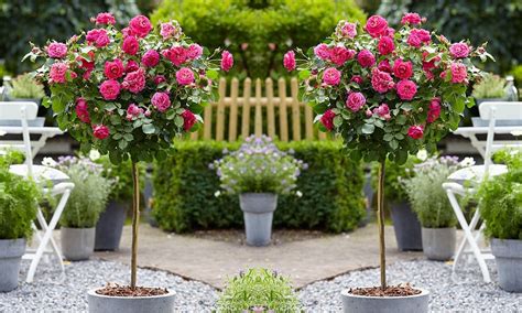 Pair Of Standard Pink Flowering Patio Rose Trees 80cm Tall Garden Plants
