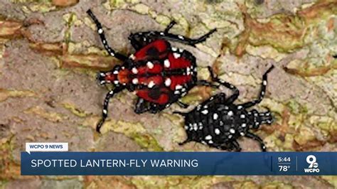 Experts If You Spy A Spotted Lanternfly Kill It