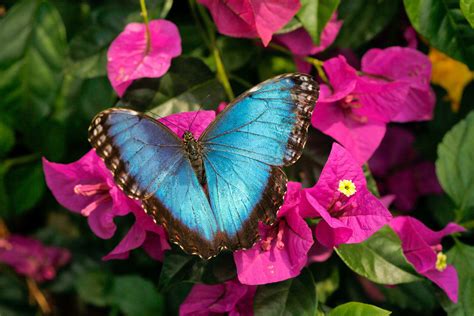 Butterfly Of The Week The Blue Morpho Original Butterfly House