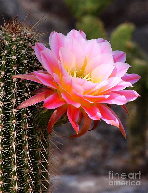 Cereus In Pink Cactus Flower Photograph By Ruth Jolly Pixels