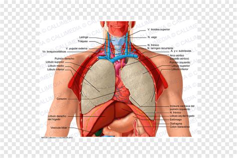 Órgão Do Tórax Corpo Humano Anatomia Humana Coração Coração Pulmão