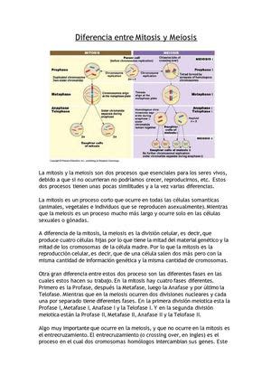 Diferencias Entre Mitosis Y Meiosis Biology Lessons Mitosis Images Hot Sex Picture