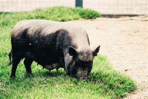 Spaying And Neutering Pot Bellied Pigs