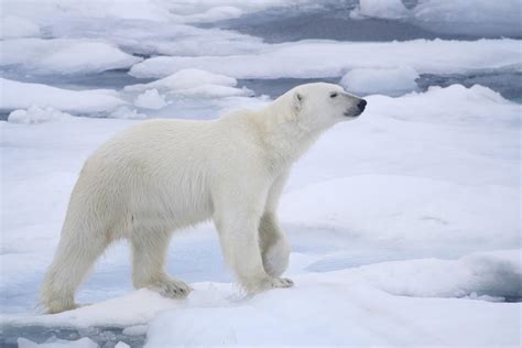 Our Beautiful World Polar Bear