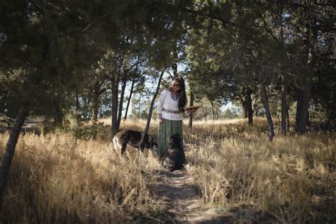 The Tradition And Business Of Picking And Selling Piñon Nuts In New