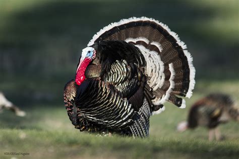 The modern turkish republic was founded. Nebraska spring turkey hunters report high satisfaction, success ⋆ Outdoor Enthusiast Lifestyle ...