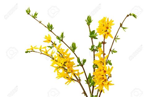 Forsythia Images, Stock Pictures, Royalty Free Forsythia Photos ... | Stock pictures, Forsythia ...