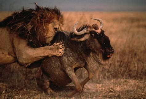 A Male Lion Downs A Wildebeest Its Eyes Bulging In Terror On A Parched Savanna In The