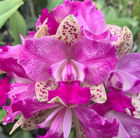 Cattleya Yuan Dung Sweet Dragon Fruit Plantae Orchids And Rare Plants