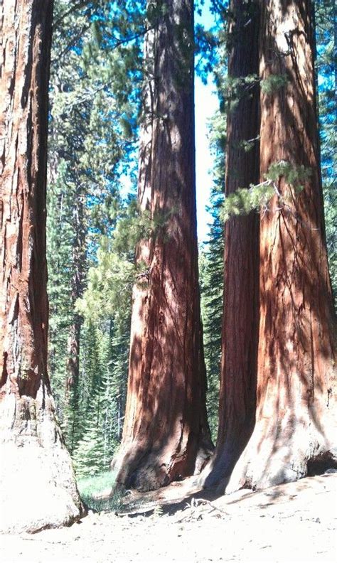 Mariposa Grove Yosemite National Park National Parks Sequoia Trees