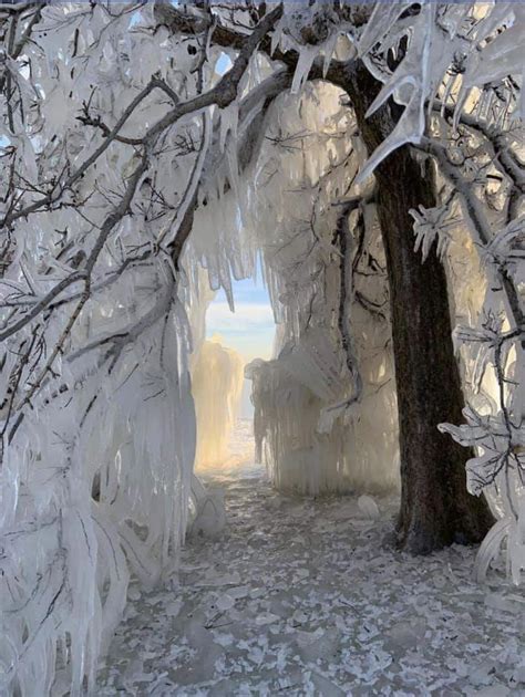 Frozen Trees In Chicago Today Rpics