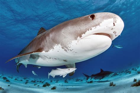 Tiger Shark