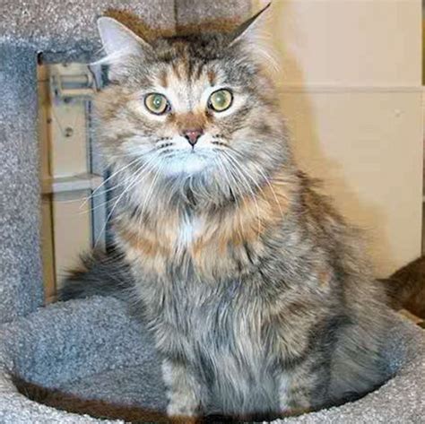 a list of long haired cat breeds