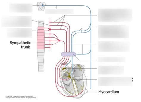 Innervation Of The Heart And Pericardium Diagram Quizlet