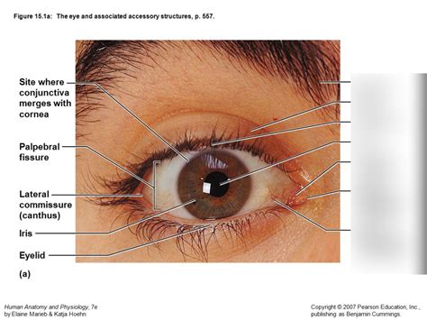 External Eye Diagram Quizlet