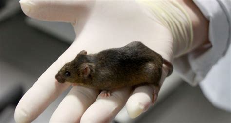 Animal Models of Multiple Sclerosis - Are They Useful?