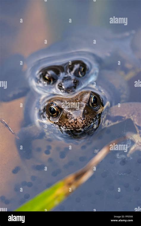 European Common Brown Frogs Rana Temporaria Pair In Amplexus Floating