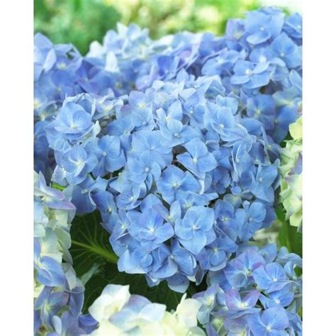 Spring Hill Nurseries 4 In Pot Forever And Ever Blue Heaven Hydrangea