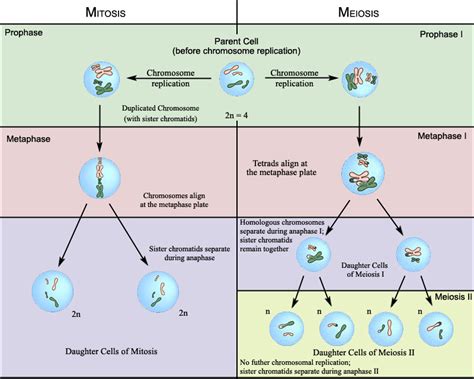 Describe and explain the various stages of cell division; Gallery Mitosis And Meiosis Webquest Key / Mitosis And ...