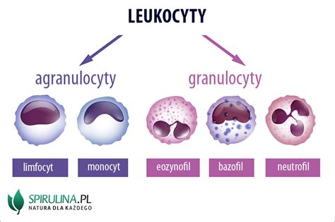 Leukocyty Algi Spirulina I Chlorella