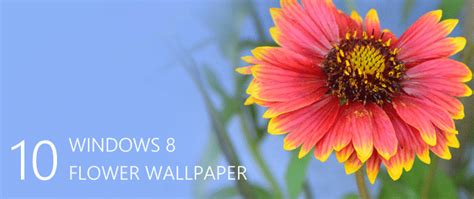 Desktop Wallpapers 10 Free Hd Flower Wallpaper For Windows8