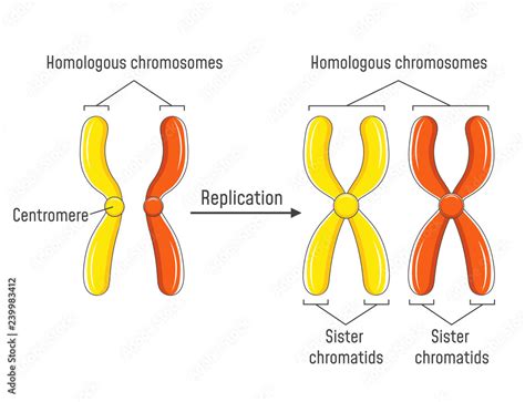 Homologous Chromosomes And Chromatids Stock Vector Adobe Stock