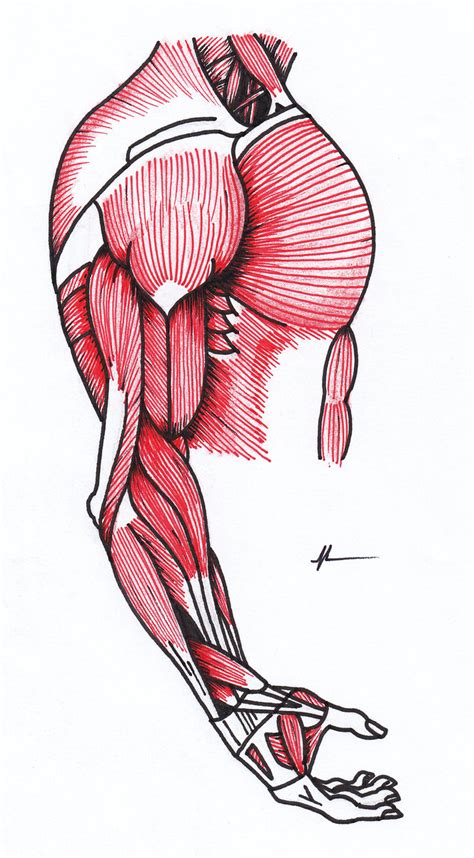 Muscles Of The Arm And Shoulder
