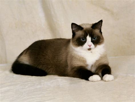 Snowshoe Cats Biological Science Picture Directory
