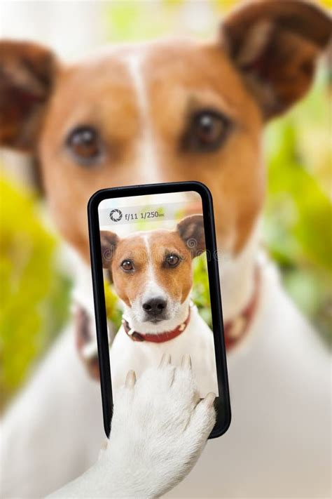 Dog Selfie Stock Image Image Of Phone Friendship Doggy 39946483