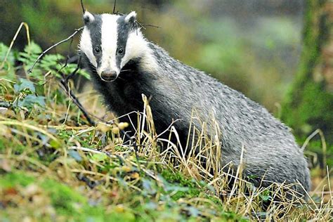 Hundreds Sign Petition To Block Badger Culling Coming To Shropshire