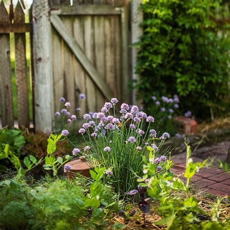 The flowers bloom best when in full sun, but it can also tolerate light shade. 3 Plants That Repel Ticks and Fleas from Your Yard ...