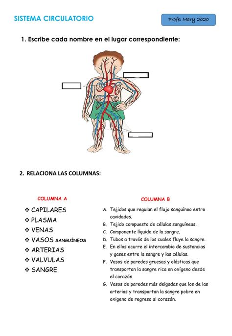 Ejercicio Aparato Circulatorio Ejercicios De Primaria Fichas De Matem