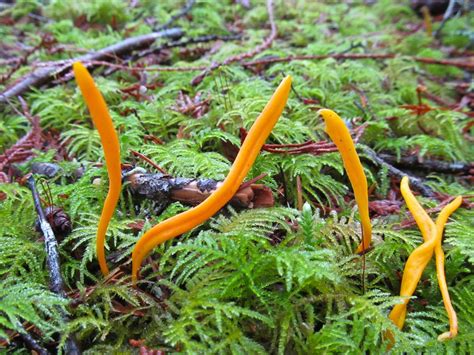 Mushroom Observer Species List Orange Fungi 176