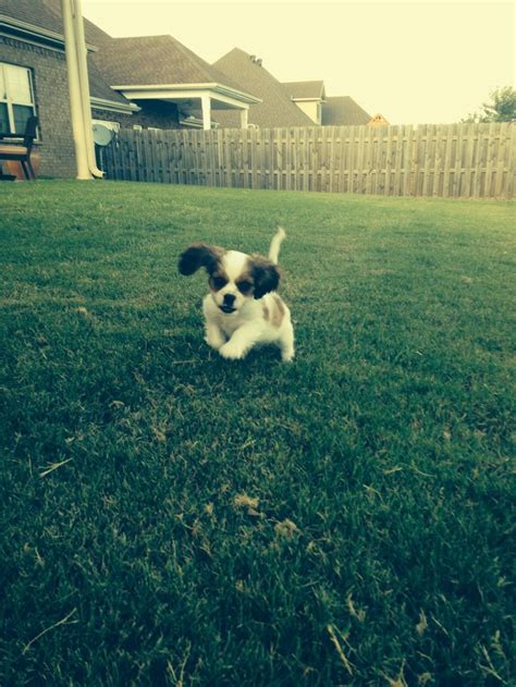 King Charles Cavalier Crossed Bred With Japanese Chin Cavachin Minnie
