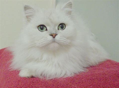 Chinchilla, shaded & smoked persian cats. chinchilla cat characteristics | Chinchilla cute, Cats ...