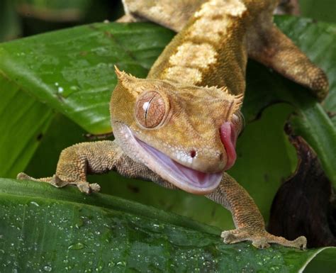 Setting Up A Crested Gecko Habitat Step By Step Beginners Guide